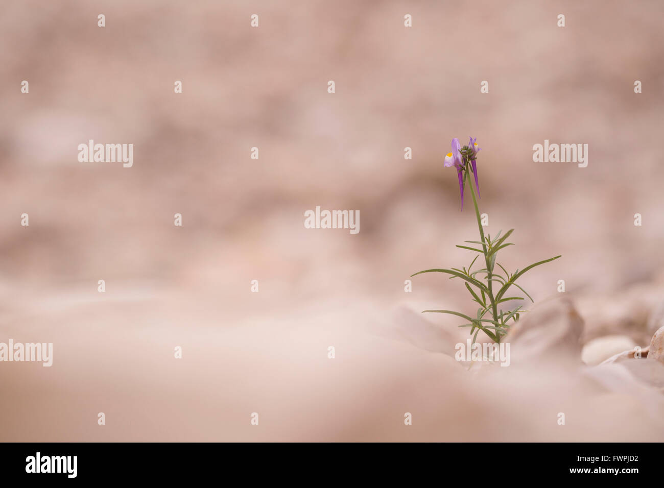 Rainbow Toadflax (Linaria haelava) Photographed in Israel in December Stock Photo