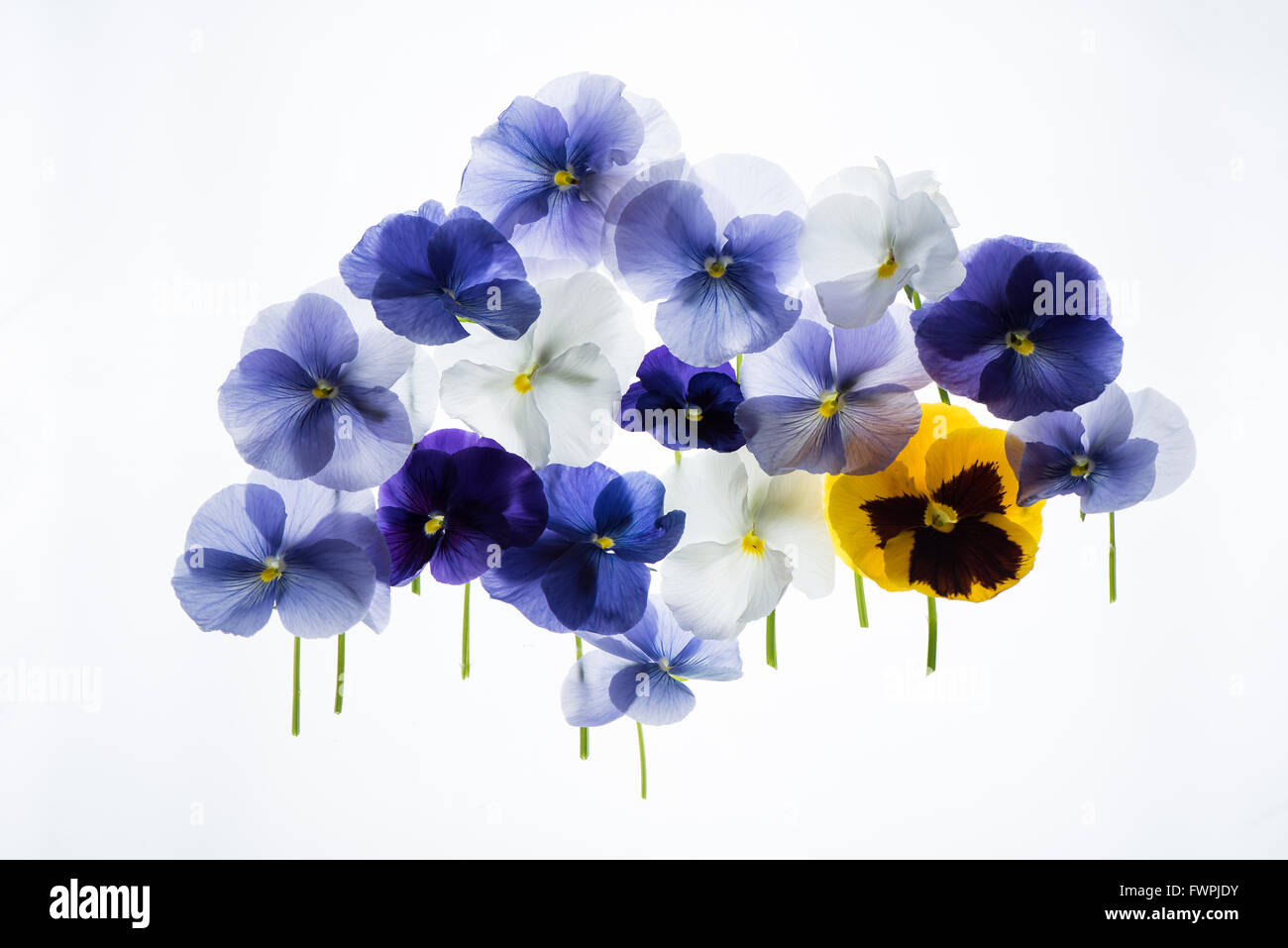 backlit pansy petals on a lightbox Stock Photo