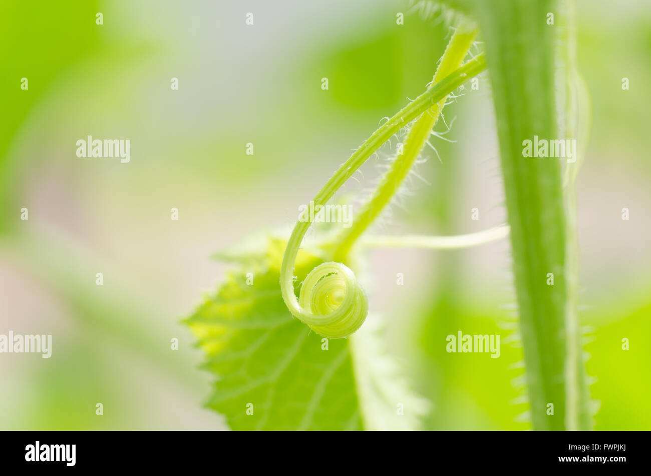 A macro shot of a beautiful spiraling tendril from melon vine Stock Photo