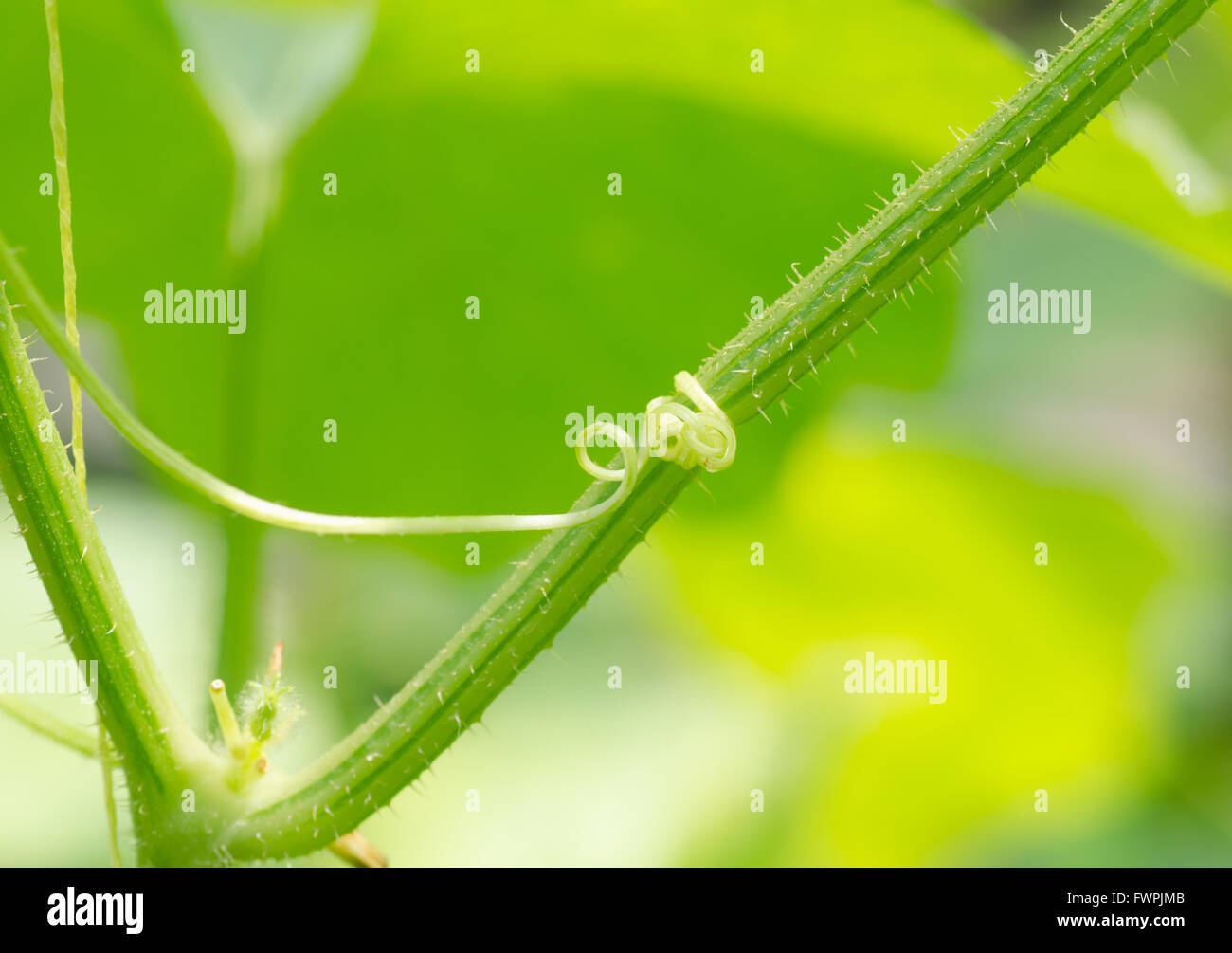 A macro shot of a beautiful spiraling tendril from melon vine Stock Photo