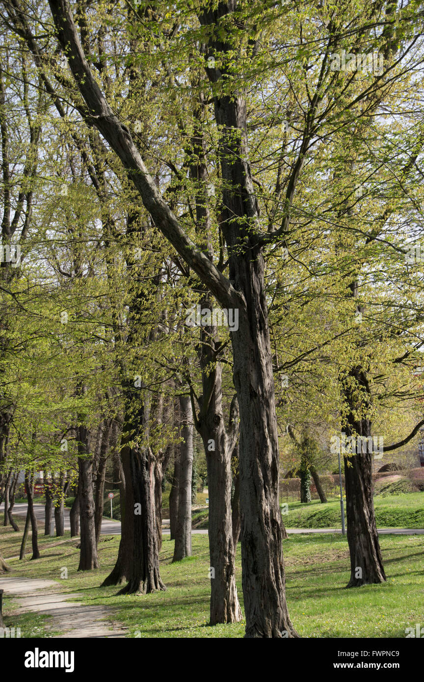 Spring tree. Stock Photo