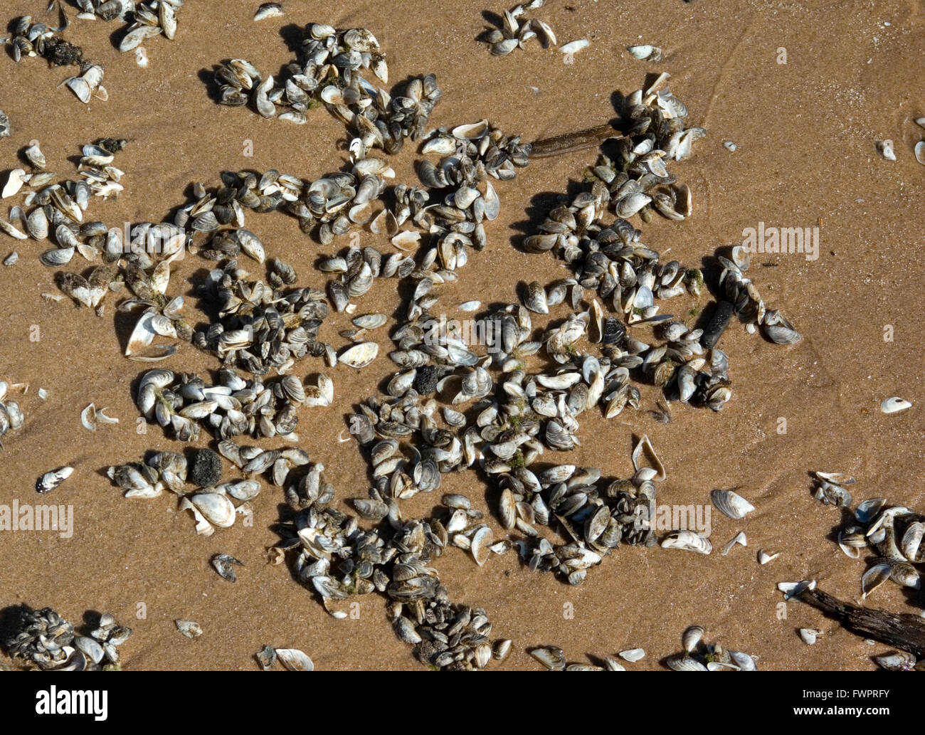 Zebra mussels hi-res stock photography and images - Alamy