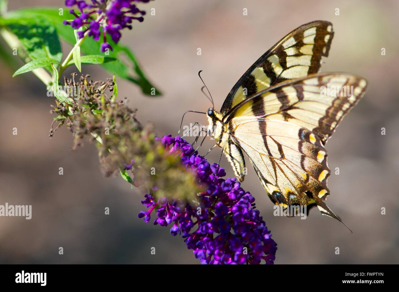 JARDIN BUTTERFLY