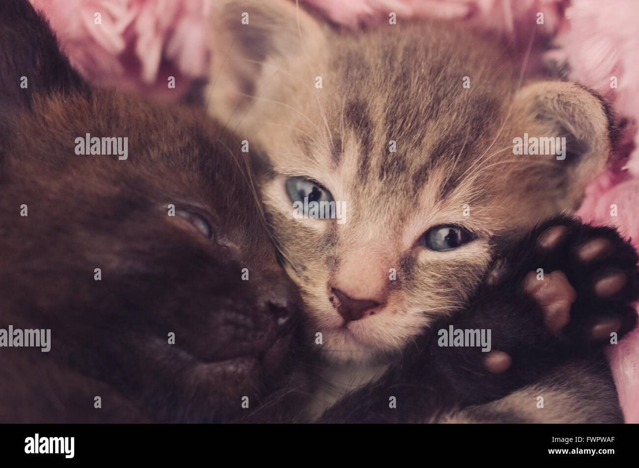 two cute kittens sleeping together Stock Photo Alamy