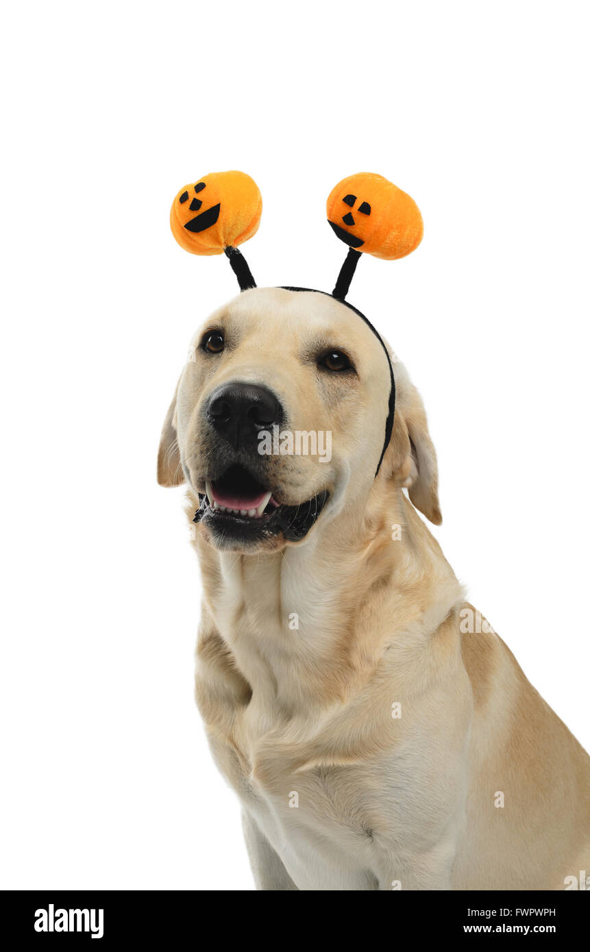 Labrador with costume, isolated on white background Stock Photo - Alamy