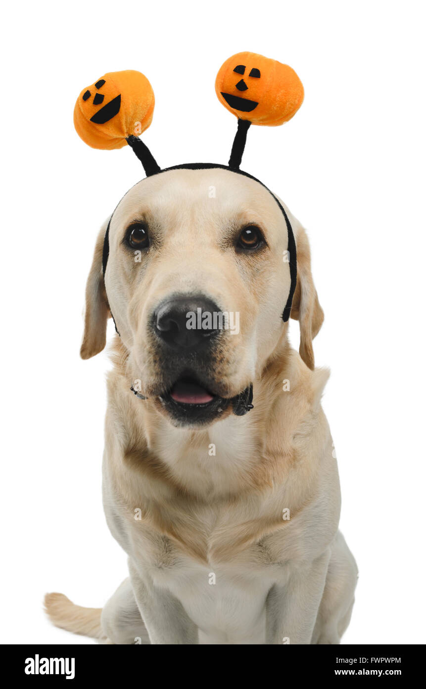 White Lab Incostume Labrador with costume, isolated on white background Stock Photo - Alamy