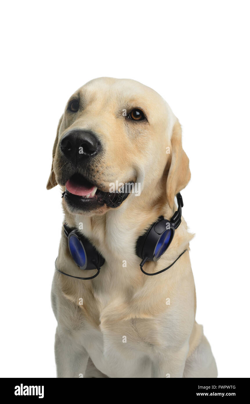 White Lab Incostume Labrador with costume, isolated on white background Stock Photo - Alamy