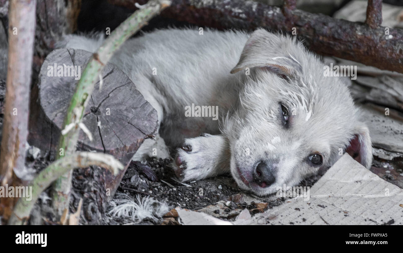 Cute puppy sleeping Stock Photo - Alamy