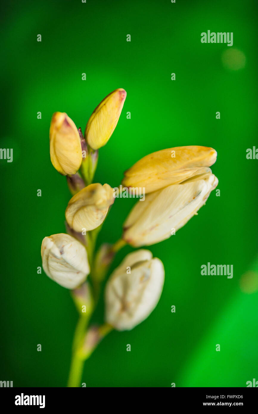 Flower before bloom Stock Photo Alamy