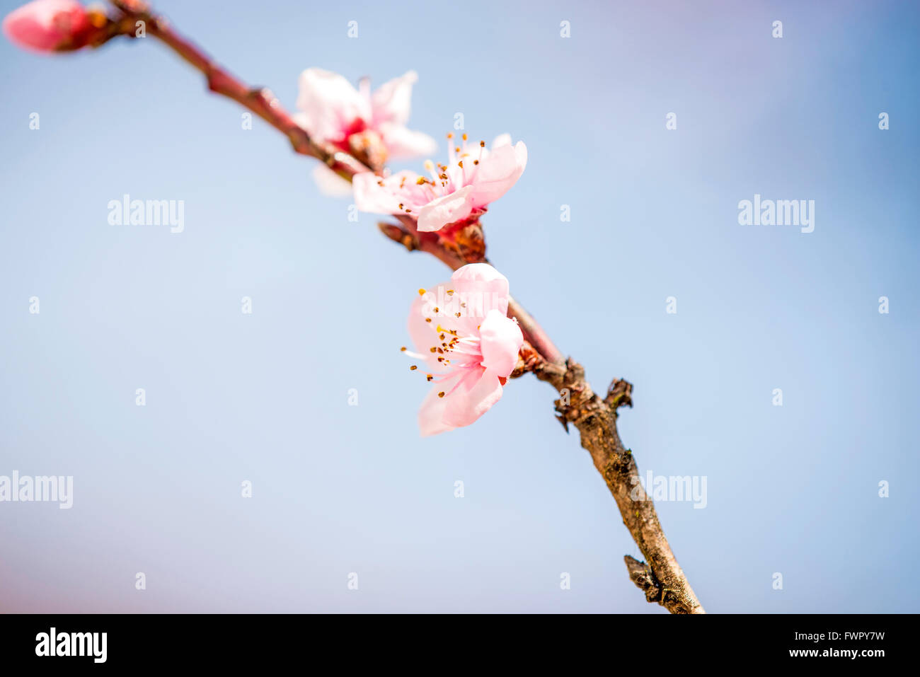 peach tree, blossom in spring Stock Photo