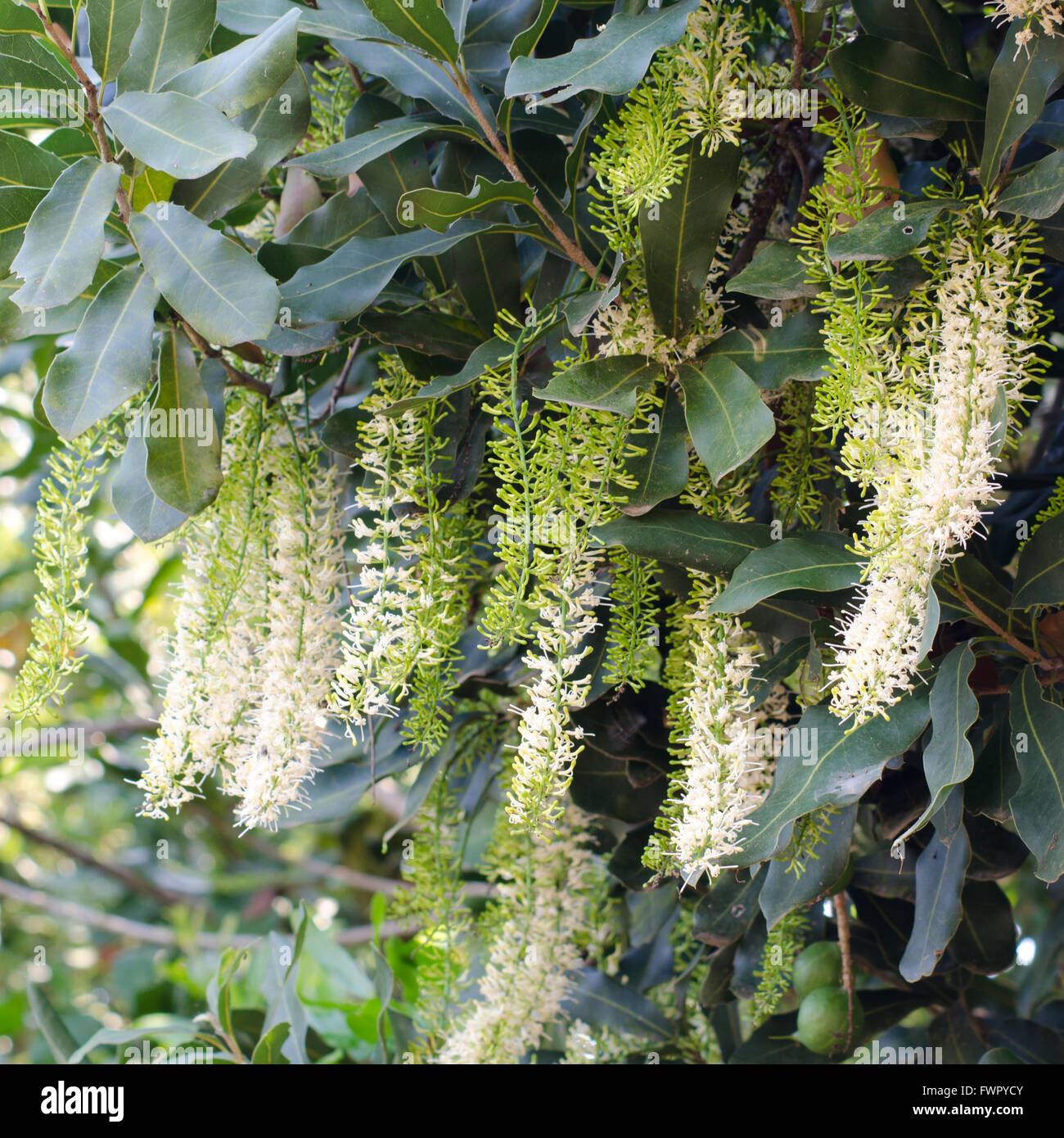 Macadamia flowers Stock Photo