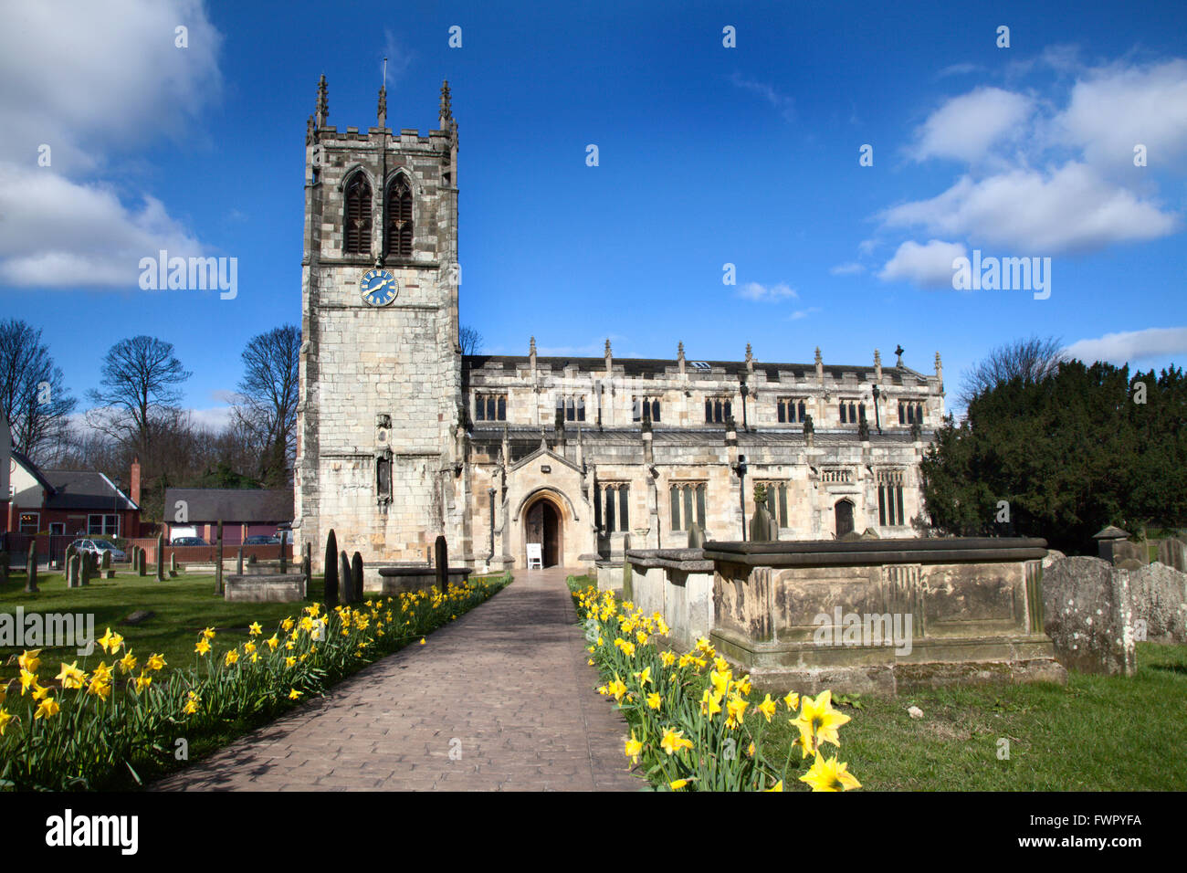 Daffodils along the path at St Marys Church Tadcaster North Yorkshire England Stock Photo