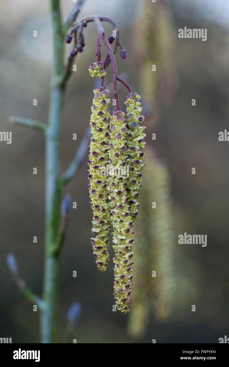 Catkins on a young alder, Alnus glutinosa, in winter. Berkshire, February Stock Photo