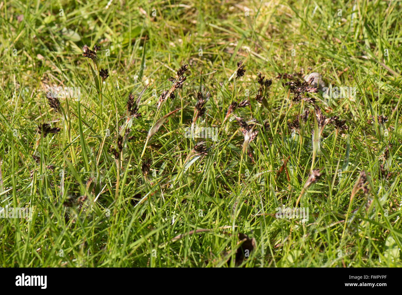 Field woodrush or Good Friday grass, Luzula campestris, flowering in a garden lawn in spring, Berkshire, April Stock Photo