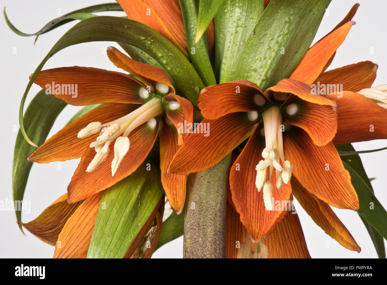 Flowers of crown imperial, Fritillaria imperialis, showing flower structure Stock Photo