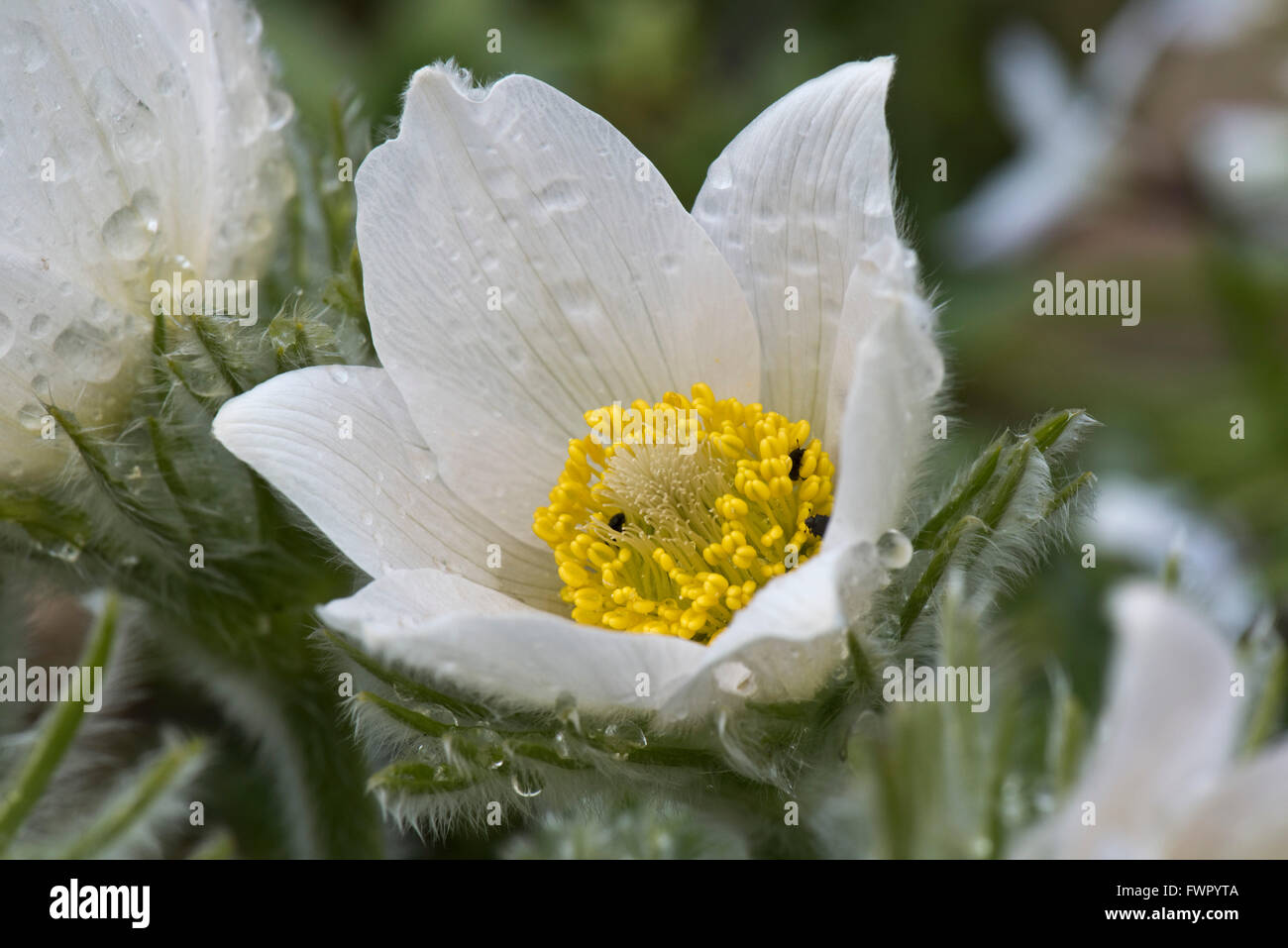 White pasqueflower, Pulsatilla vulgaris 'Alba' ornamental perennial plant flowering on a rockery in early spring, April Stock Photo