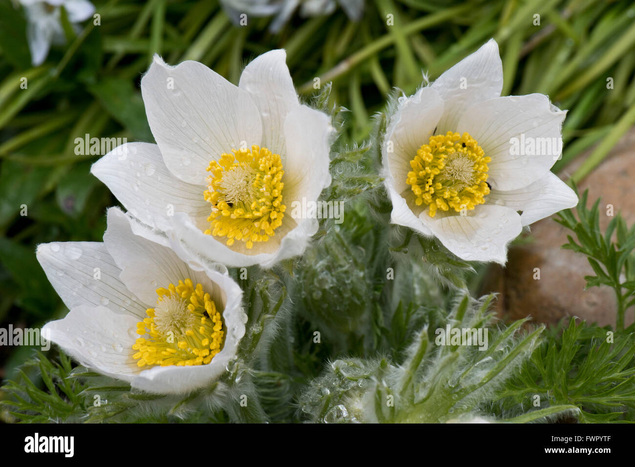 White pasqueflower, Pulsatilla vulgaris 'Alba' ornamental perennial plant flowering on a rockery in early spring, April Stock Photo