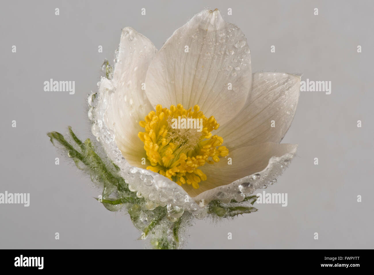 White pasqueflower, Pulsatilla vulgaris 'Alba' ornamental perennial plant flower with rain droplets in early spring Stock Photo