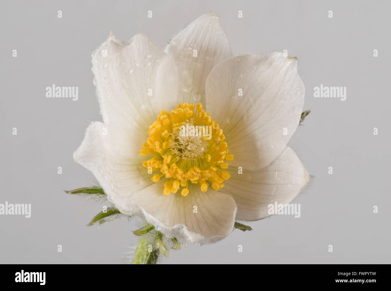 White pasqueflower, Pulsatilla vulgaris 'Alba' ornamental perennial plant flower in early spring Stock Photo