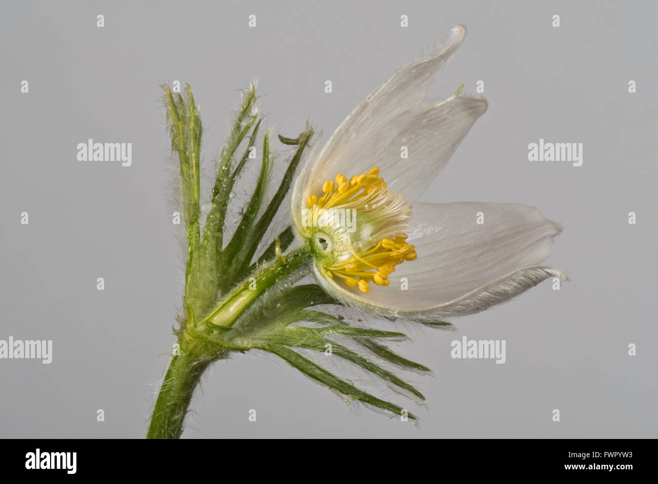 White pasqueflower, Pulsatilla vulgaris 'Alba' ornamental perennial plant flower section to show its structure Stock Photo