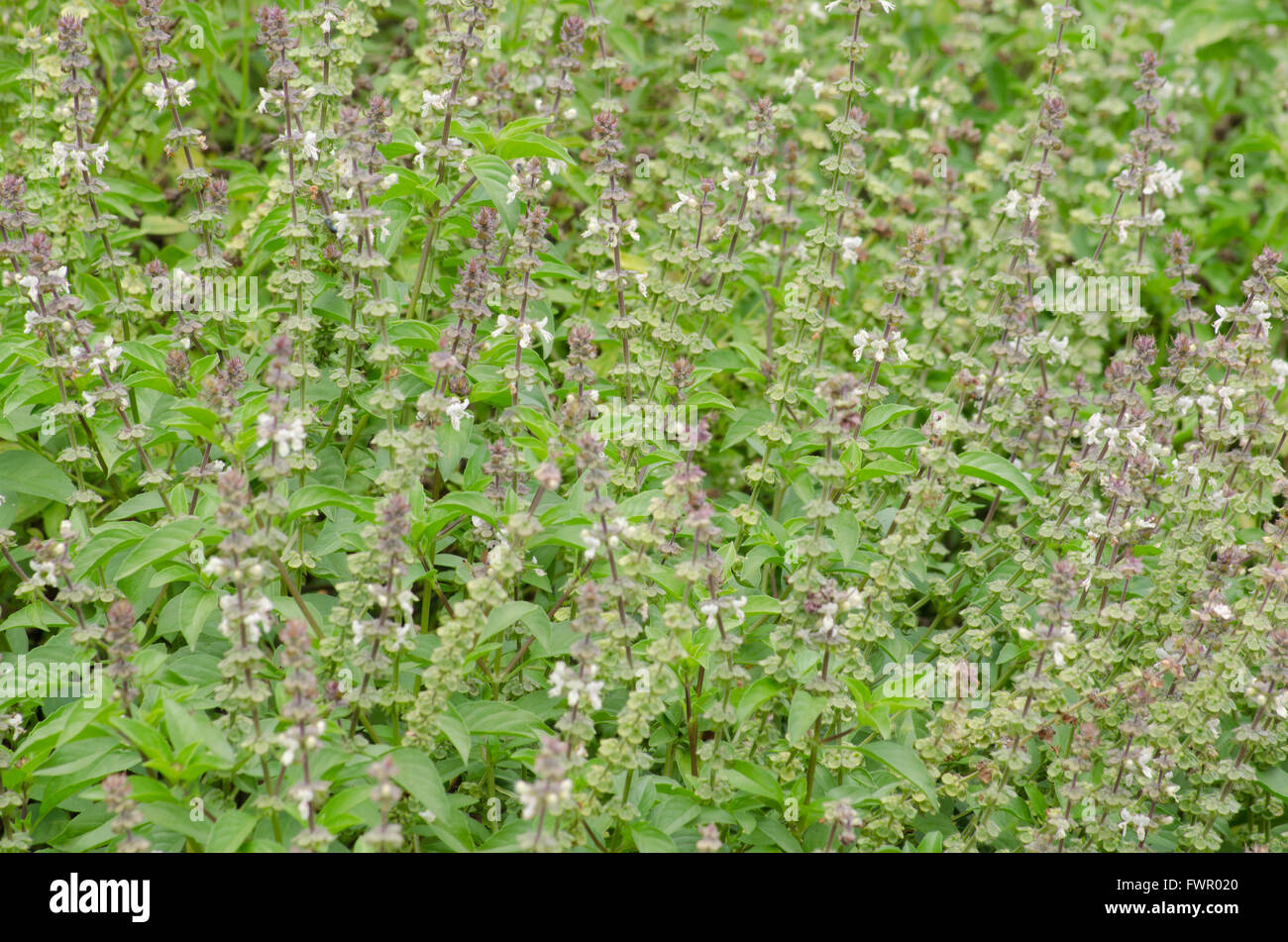 Ocimum basilicum Stock Photo Alamy