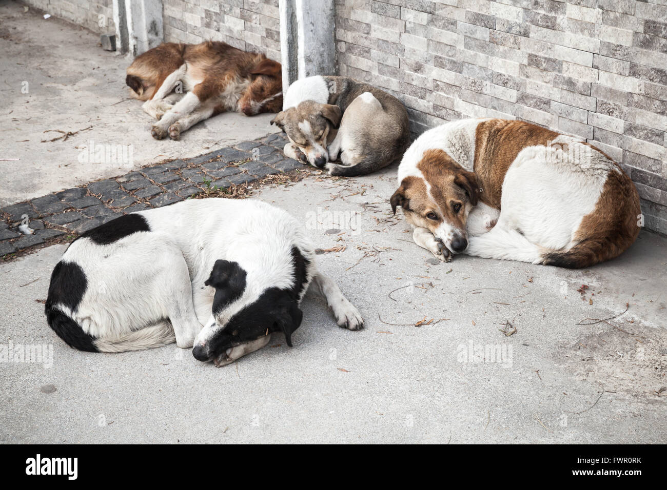 Why Are There So Many Homeless Dogs