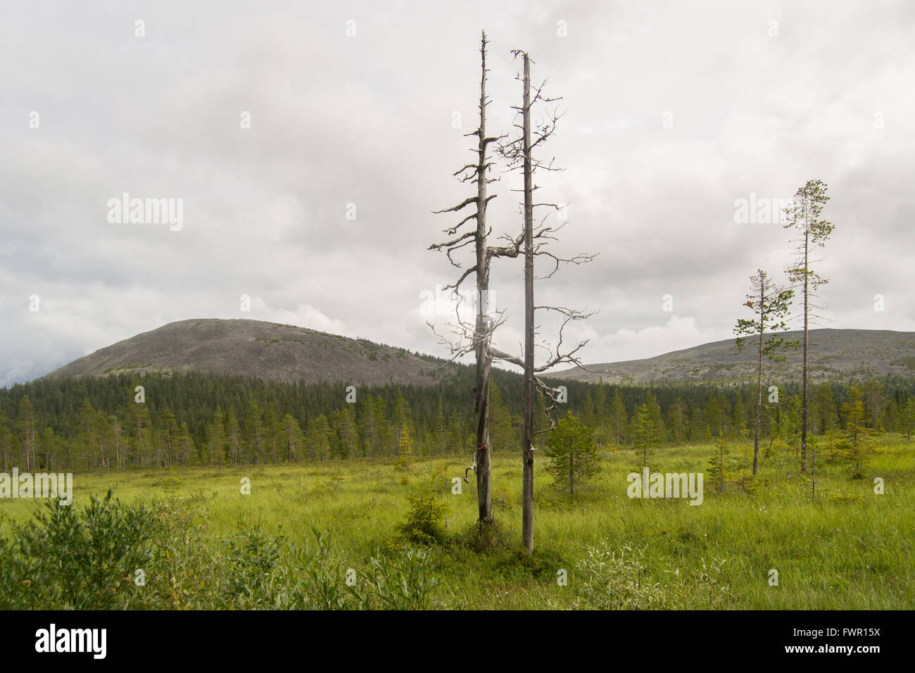 The fir trees in the swamp , the background are fells Stock Photo