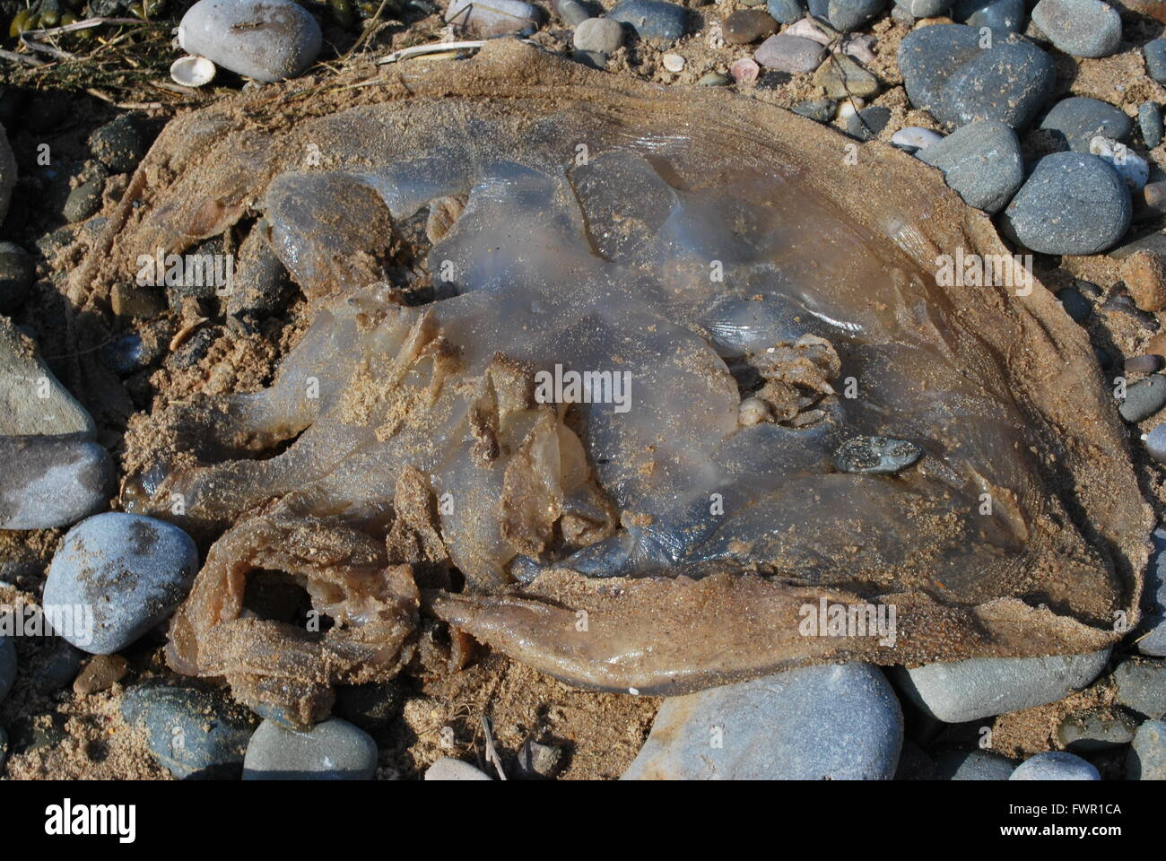 Barrel jellyfish washed up near Prestatyn,Wales Stock Photo