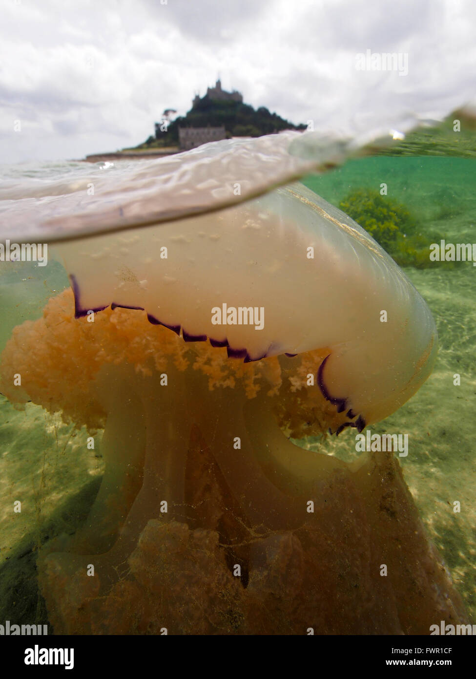 Barrel Jellyfish near St Michael's Mount, Penzance Cornwall Stock Photo
