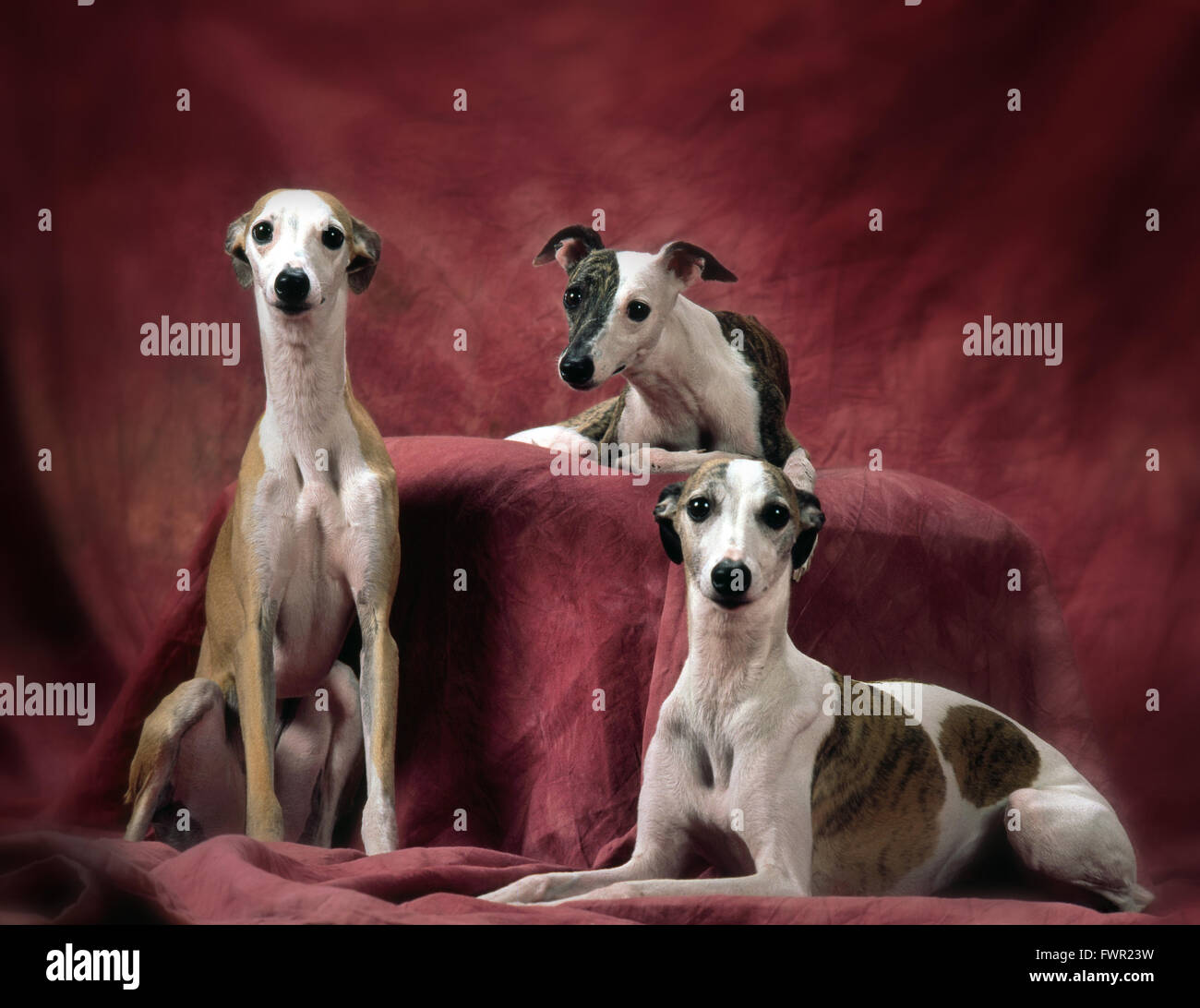 3 whippets on a red studio backdrop Stock Photo