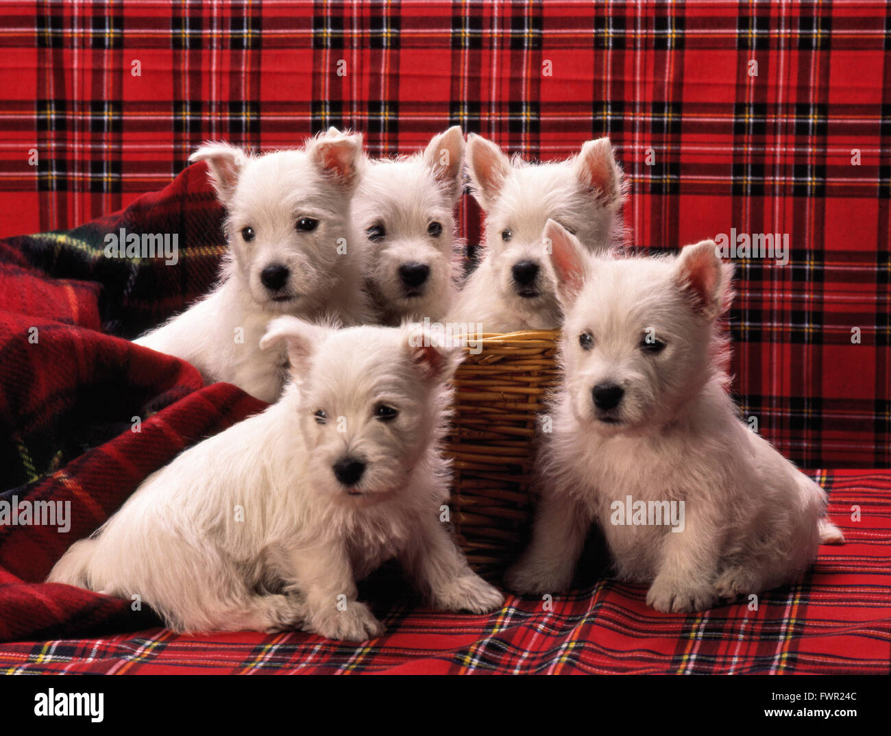 5 white westies puppies Stock Photo