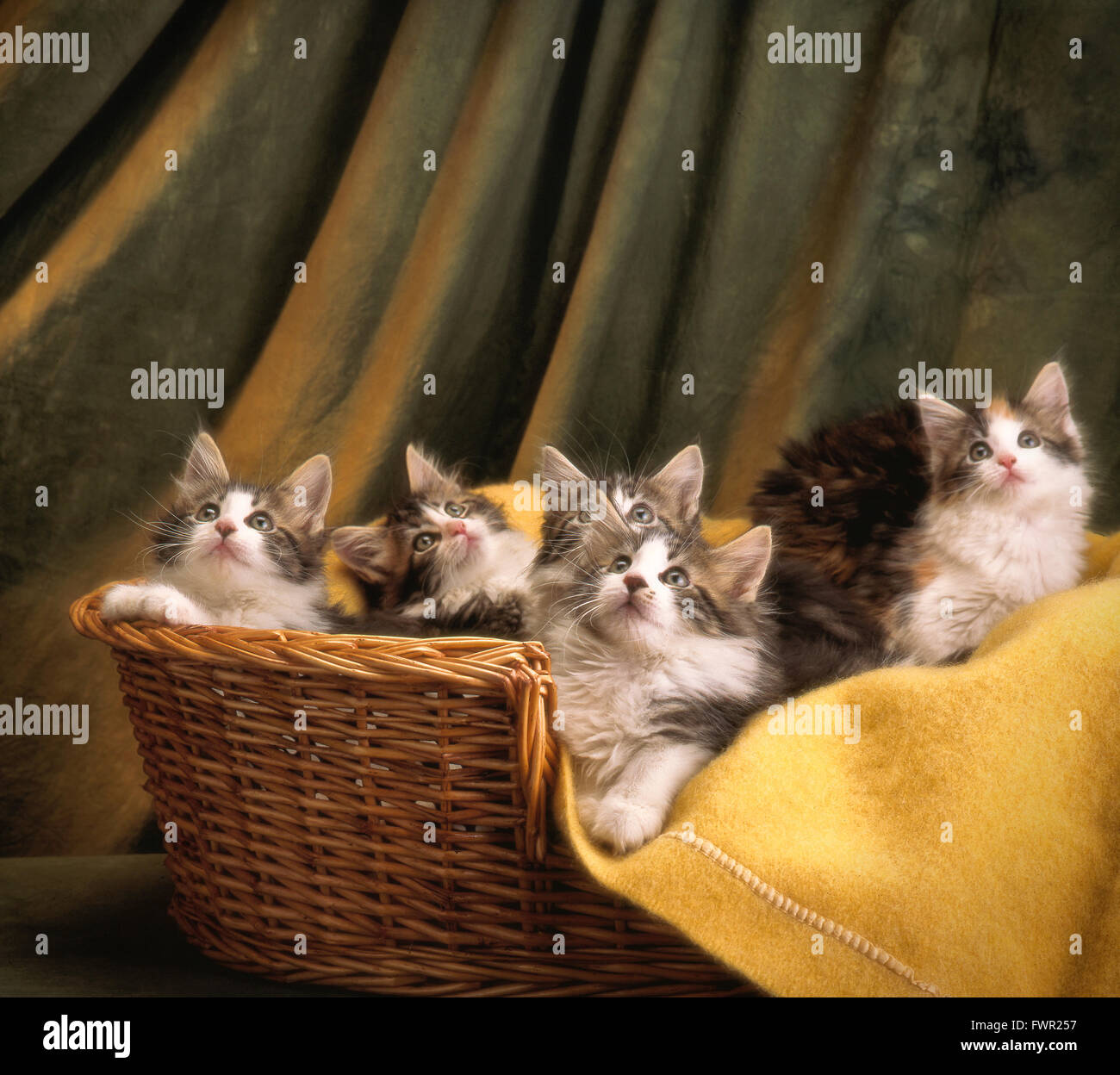 Basket of maine coon cats Stock Photo