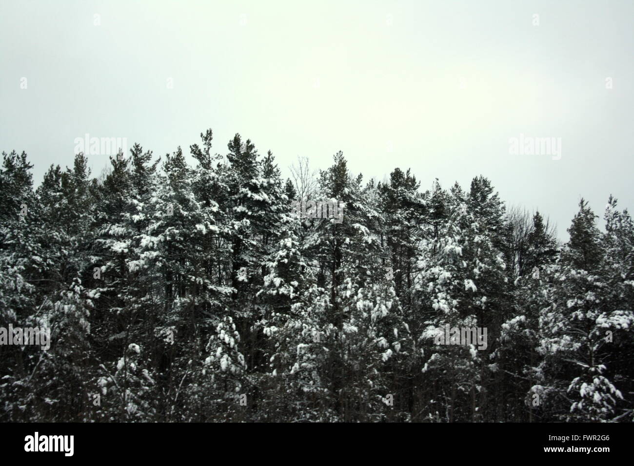 Black and white pine trees hi-res stock photography and images - Alamy