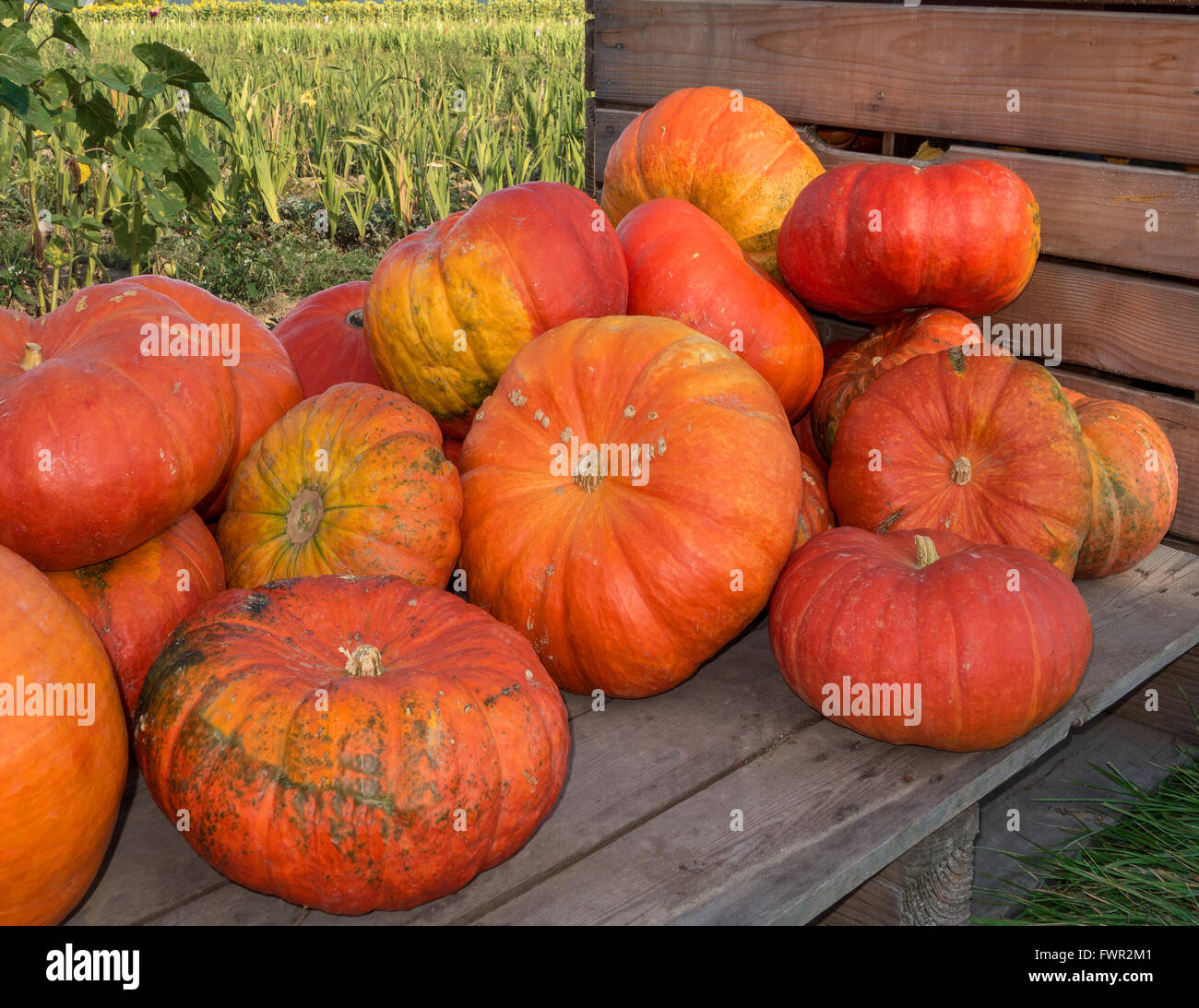 Big orange pumpkins Stock Photo