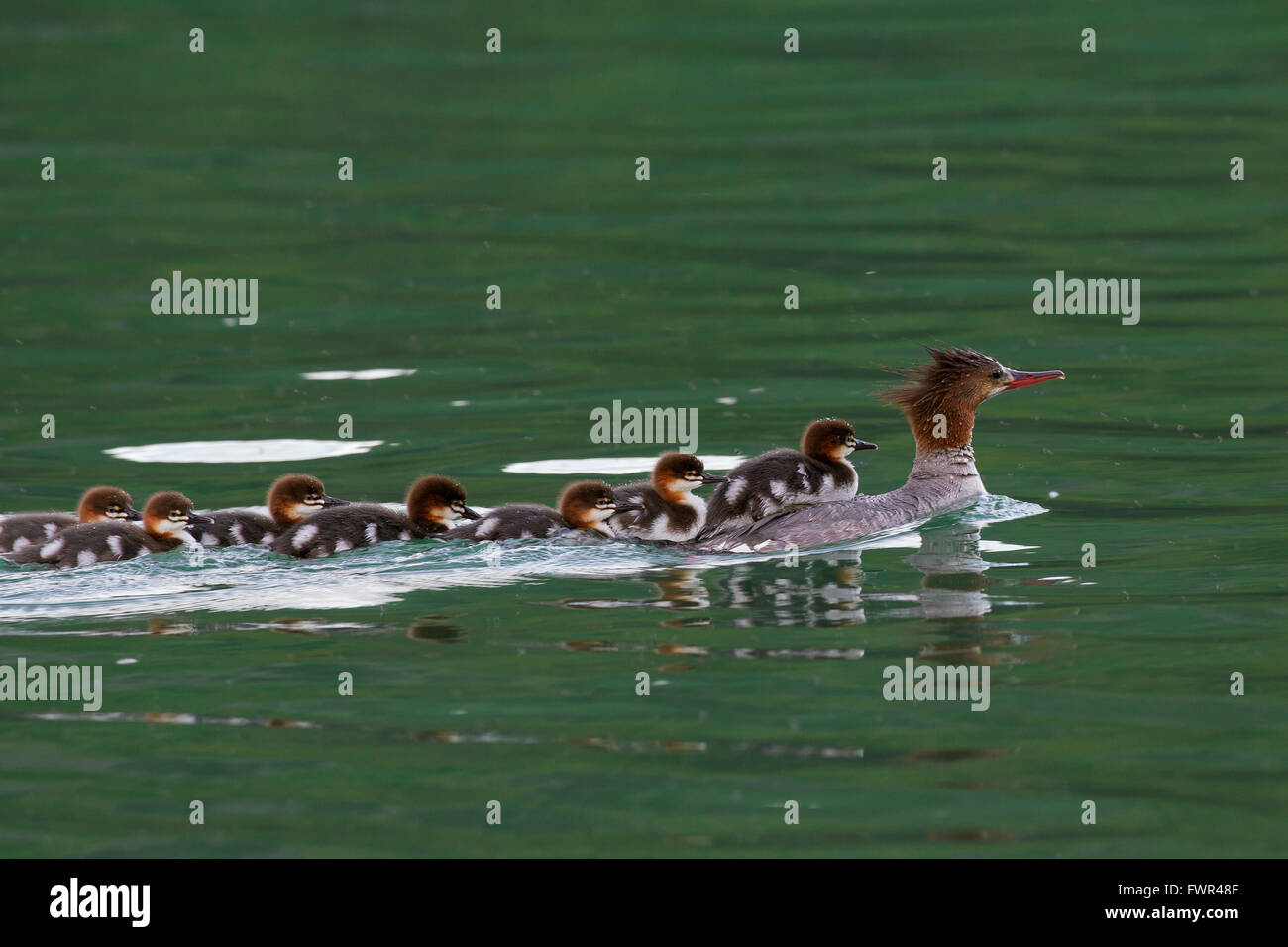 Common merganser / goosander (Mergus merganser) female swimming in lake with chicks on her back, Banff NP, Alberta, Canada Stock Photo
