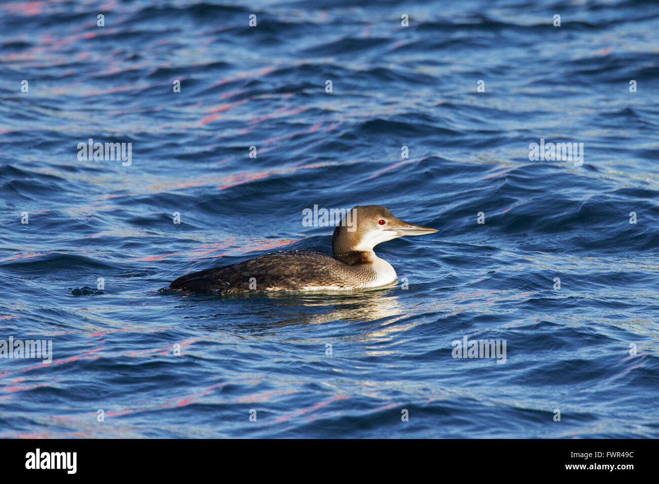 Common loon / great northern diver / great northern loon (Gavia immer) swimming at sea in winter Stock Photo