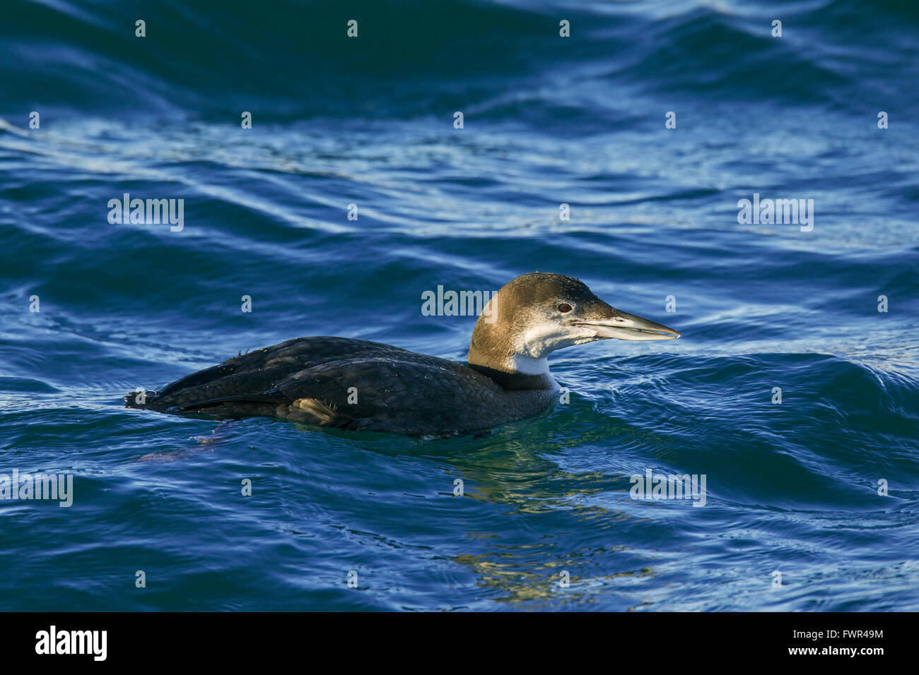 Common loon / great northern diver / great northern loon (Gavia immer) swimming at sea in winter Stock Photo