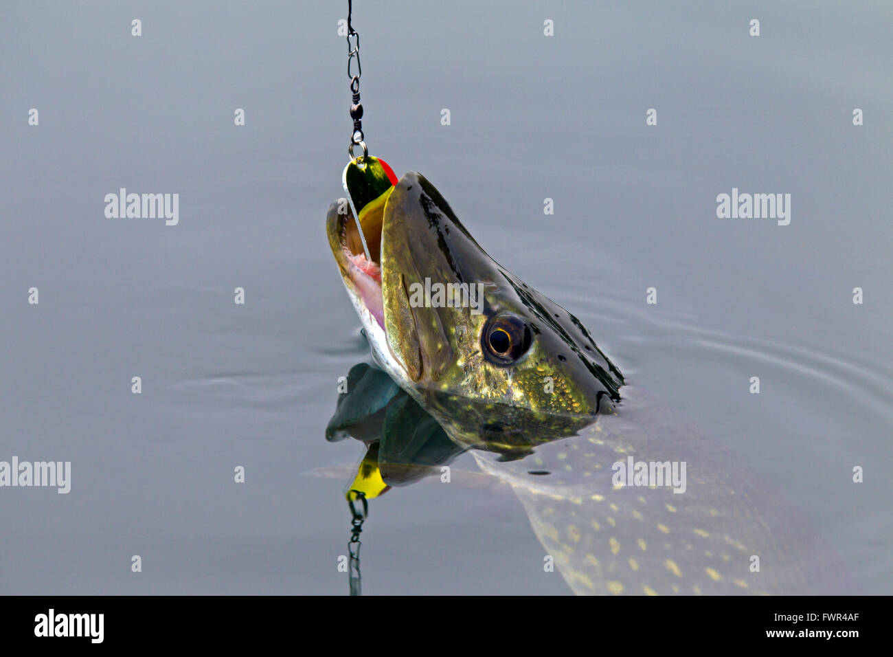 Hooked Northern pike (Esox lucius) in lake caught with lure on a fishing line Stock Photo