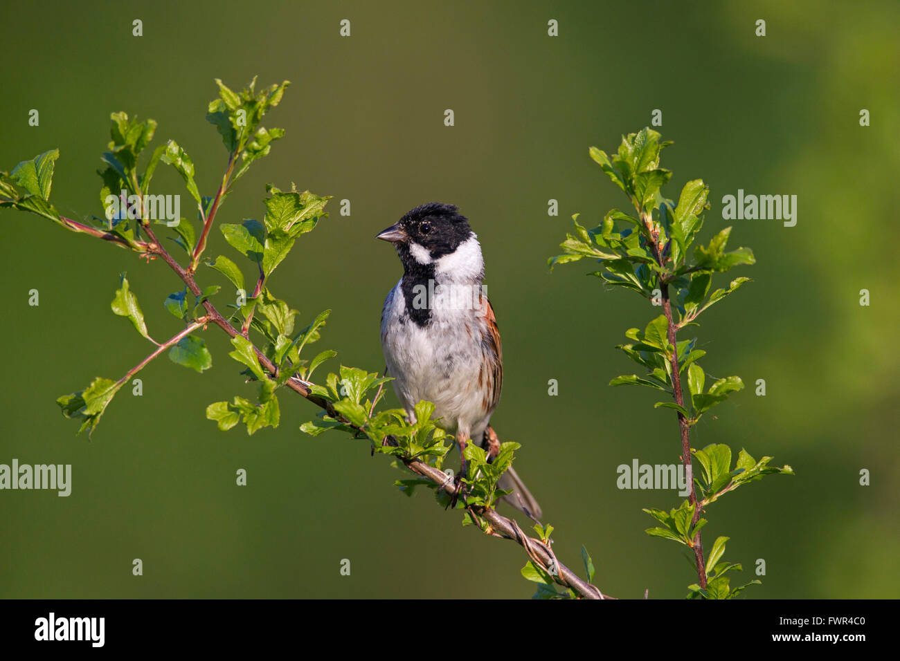 Common reed bunting (Emberiza schoeniclus) male perched in bush Stock Photo