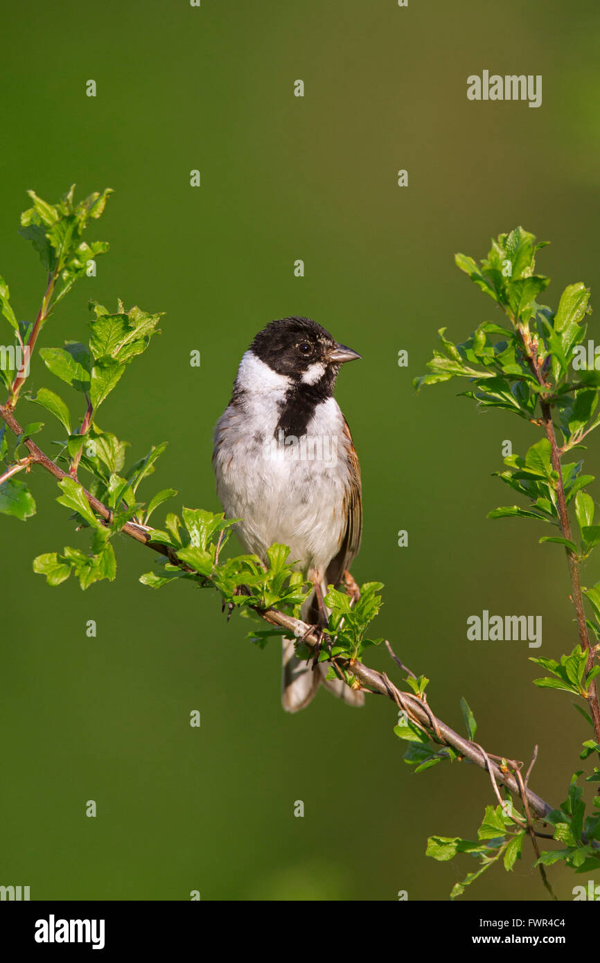 Common reed bunting (Emberiza schoeniclus) male perched in bush Stock Photo