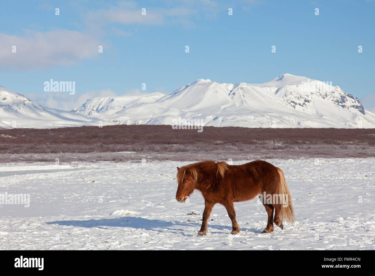 Icelandic horse (Equus ferus caballus / Equus Scandinavicus) in heavy winter coat in the snow on Iceland Stock Photo