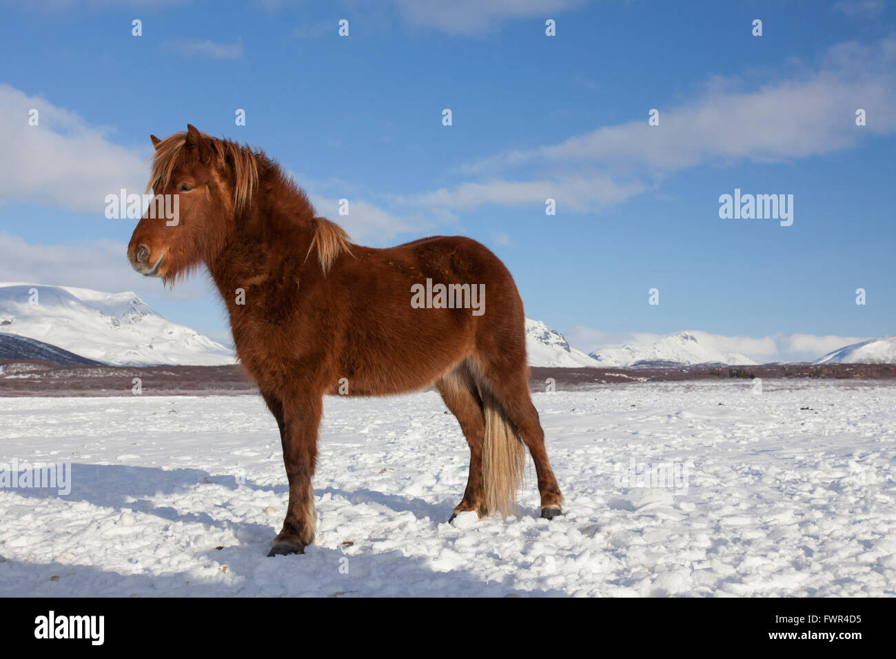 Icelandic horse (Equus ferus caballus / Equus Scandinavicus) in heavy winter coat in the snow on Iceland Stock Photo