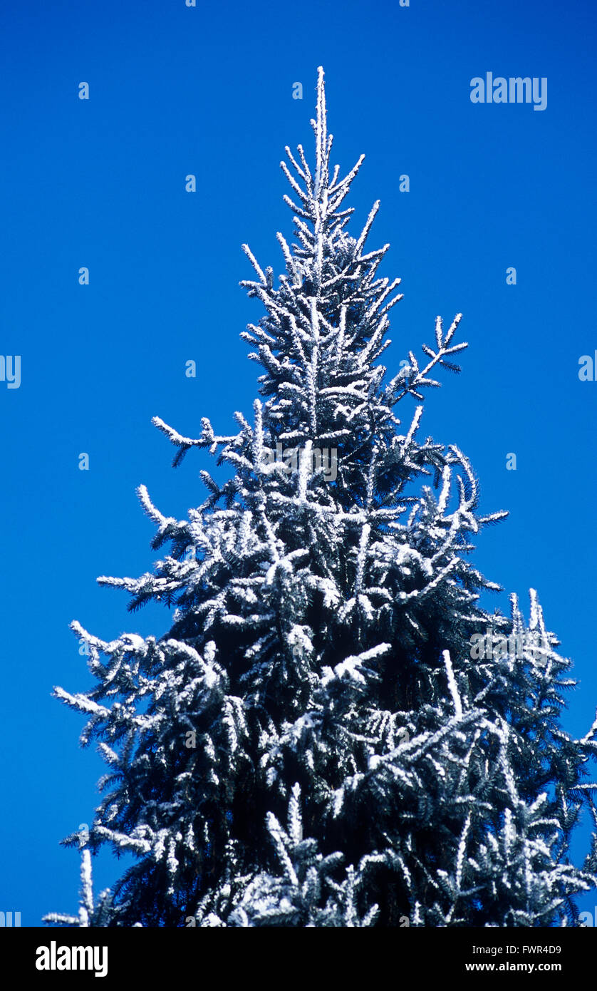 snow covered fir tree Stock Photo Alamy