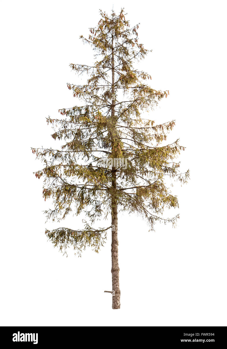 pine tree is isolated on a white background Stock Photo