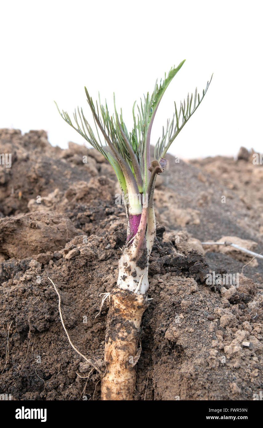 growing horseradish in garden Stock Photo Alamy