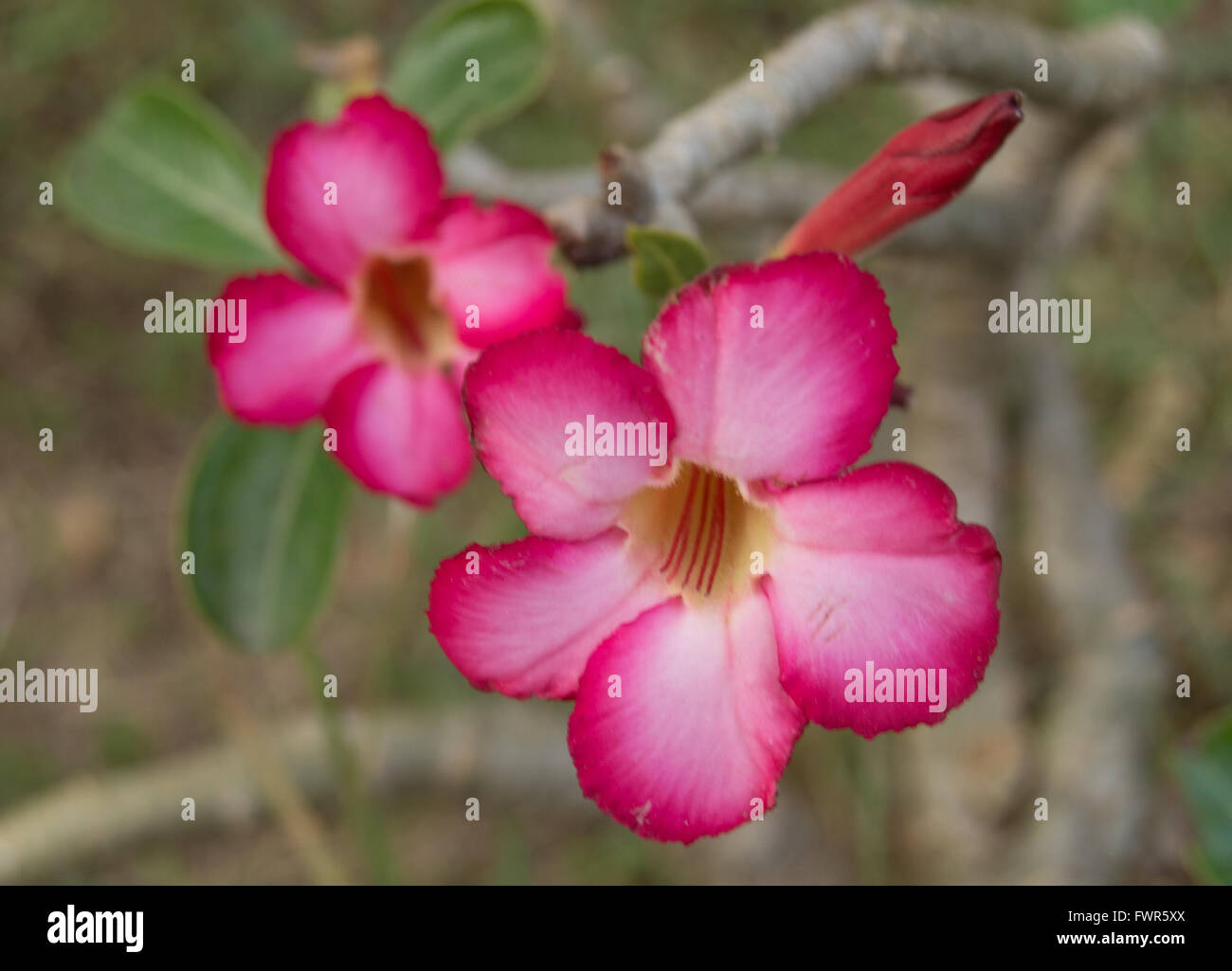 Red tropical flowers hi-res stock photography and images - Alamy