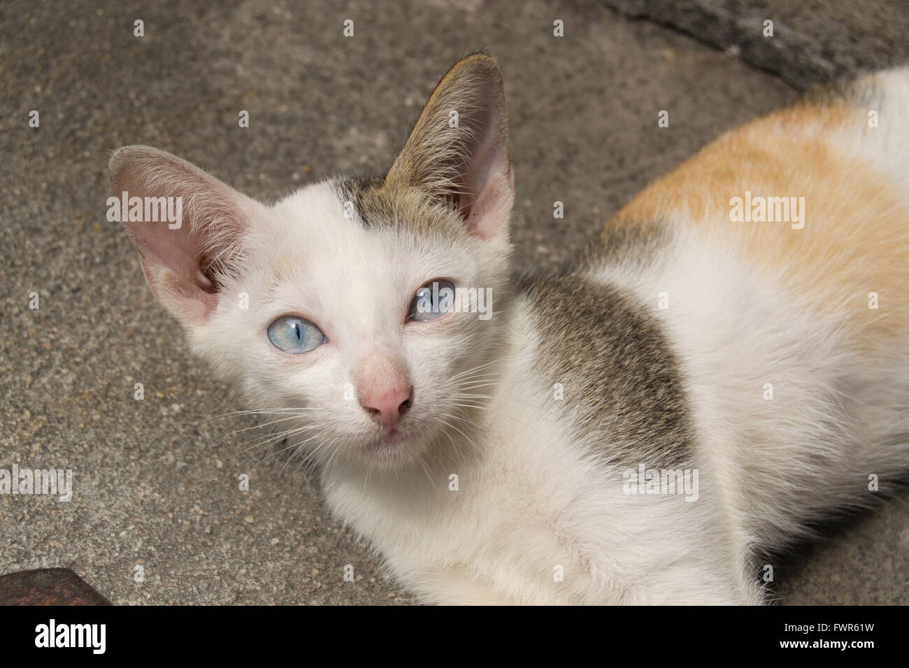 Young cat with blue eyes lying on the ground Stock Photo