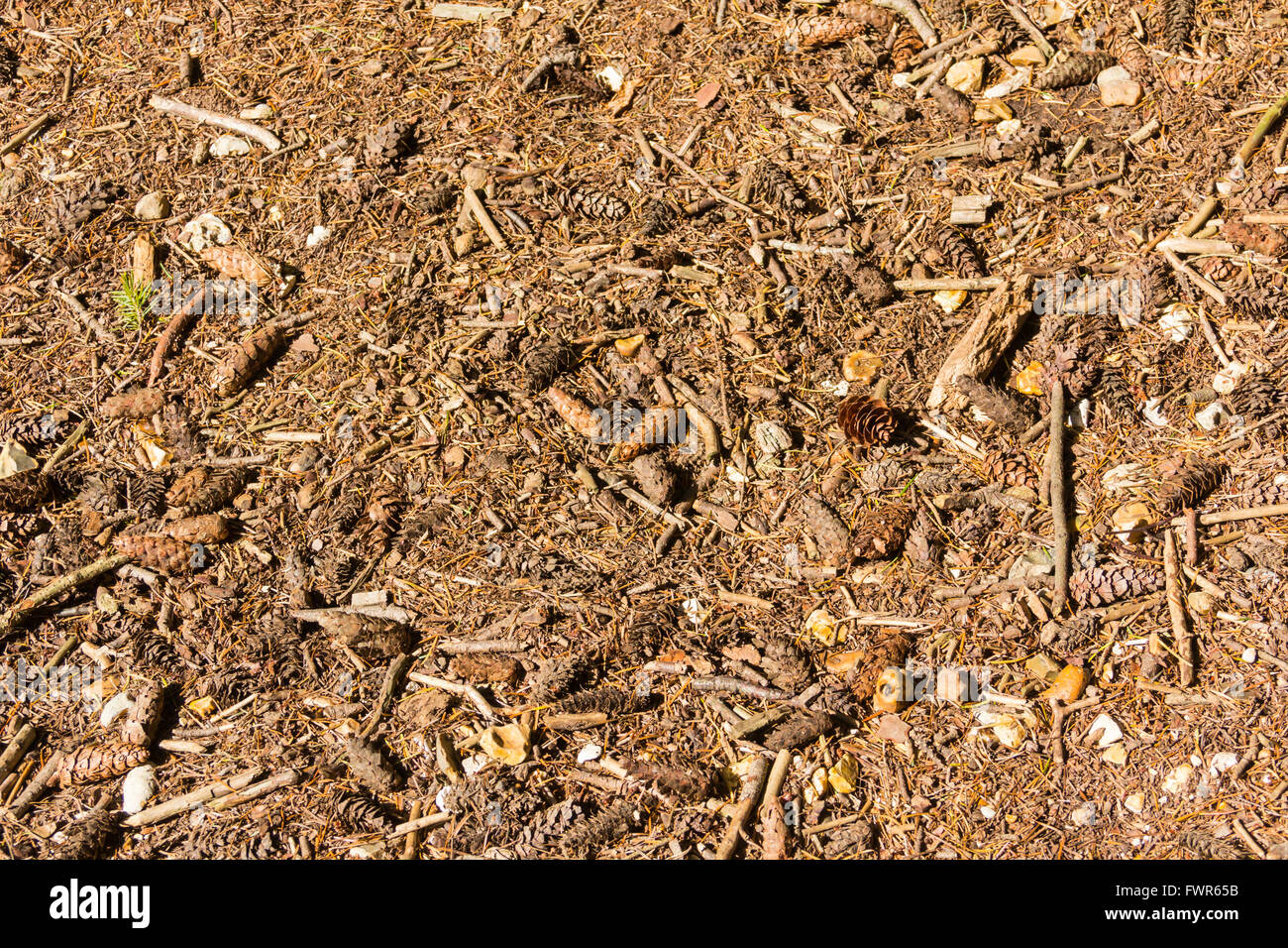 Full frame of the ground in a conifer forest in the UK. brown leaf and conifer needle litter, alongside fir cones and twigs. Stock Photo