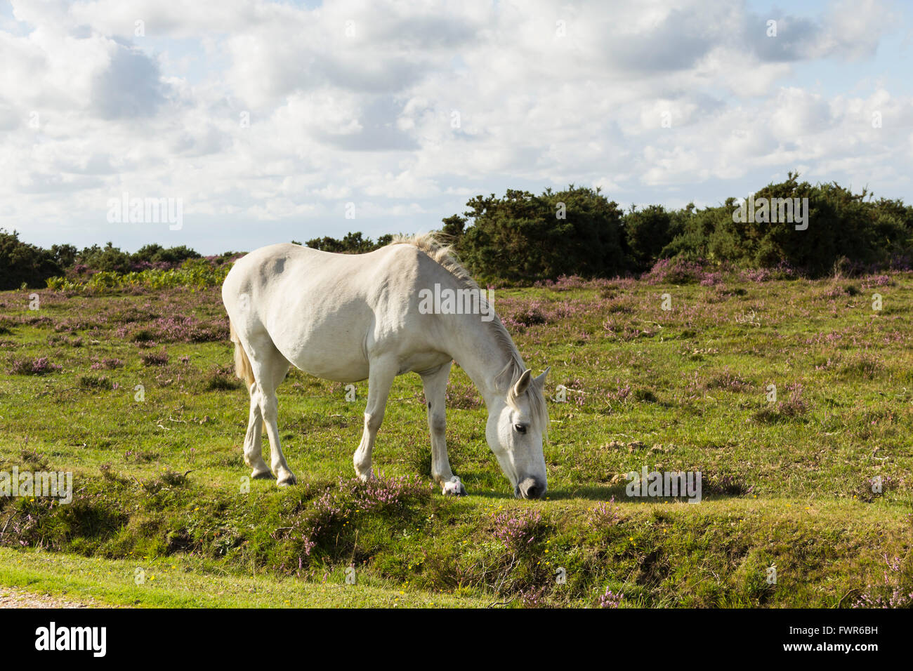 New forest grey hi-res stock photography and images - Alamy