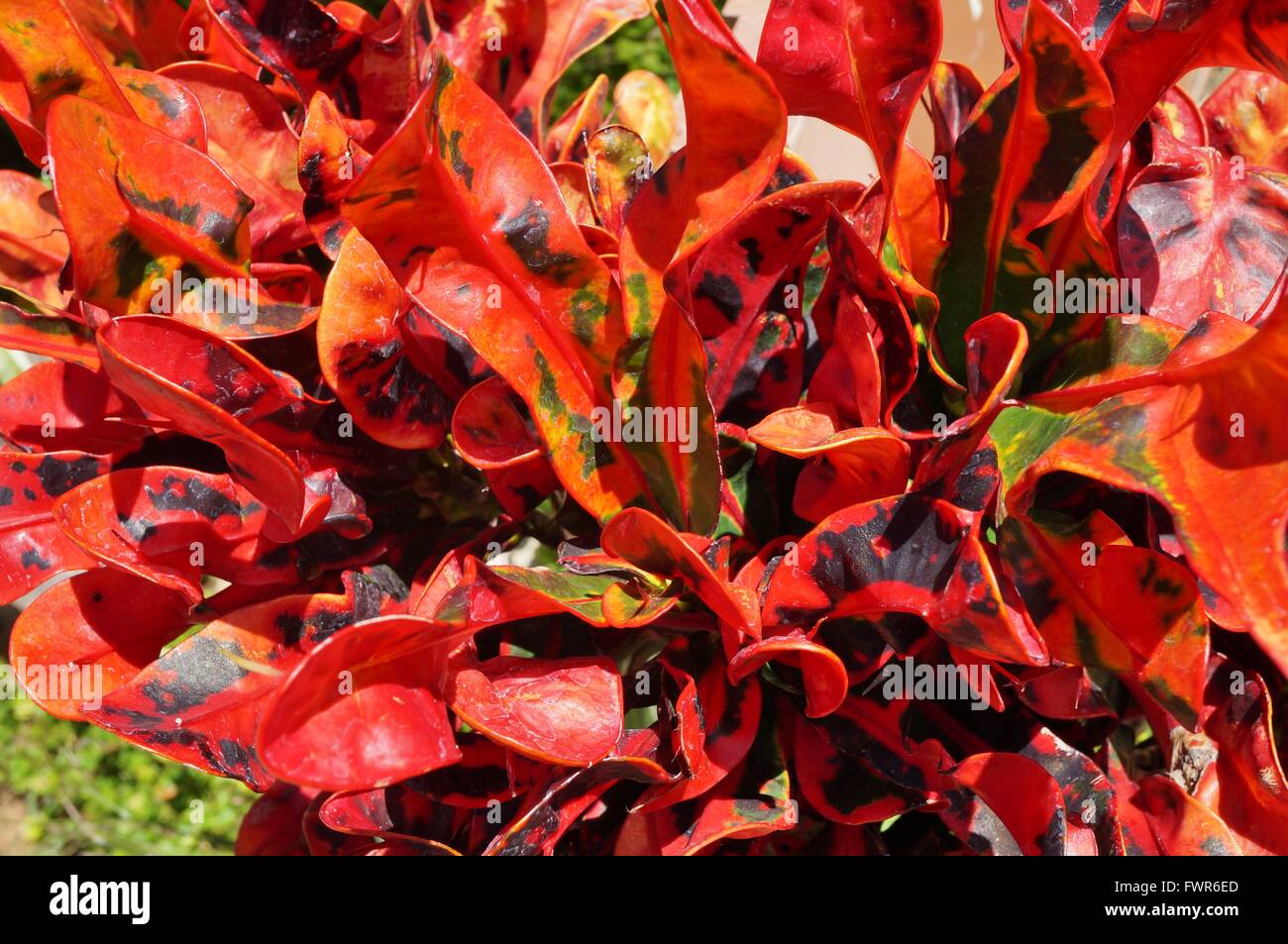 Red and yellow corkscrew fire croton tropical plant Stock Photo Alamy